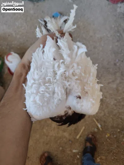 فحل نكرو شرط الصحه وشرط التبزير 2
