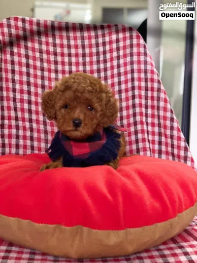 توي بودل Toy poodle 2