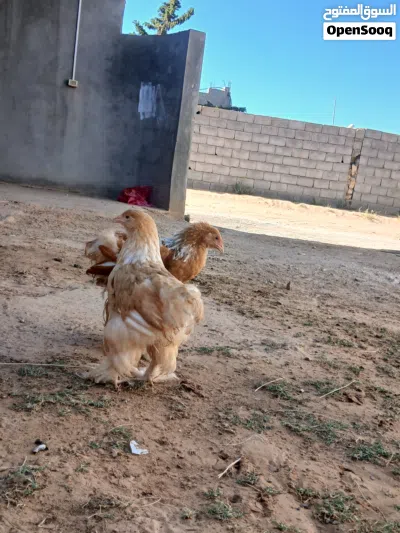 متوفر كوبيا ليموني موصفات ربي يبارك اقرأ الوصف 2