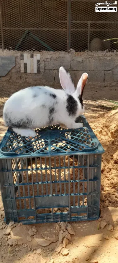 السلام عليكم أرنب ذکر ربي يبارك 3