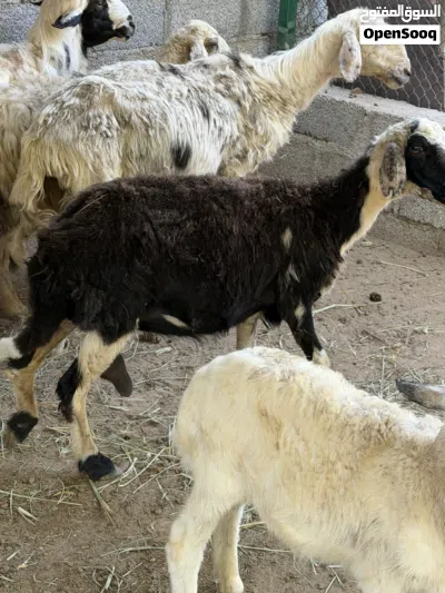 جاعده للبيع 70ریال 4
