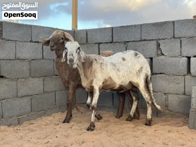 نعجه و حوليها الله يبارك حايل عز كسب المكان مصراته 4