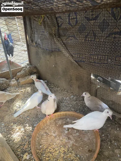 ياكريم من الانتاج 2