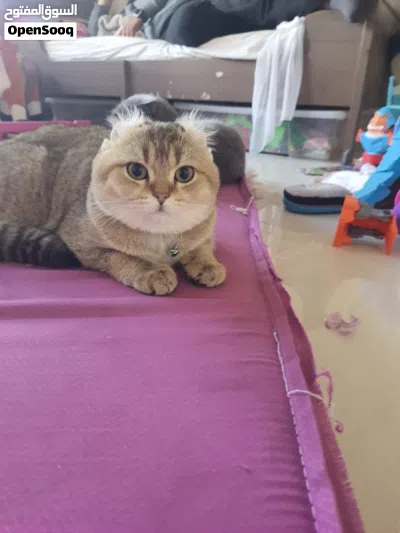 سكوتش فولد 2