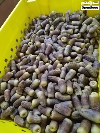 تمر نغال حبه كبيره 4