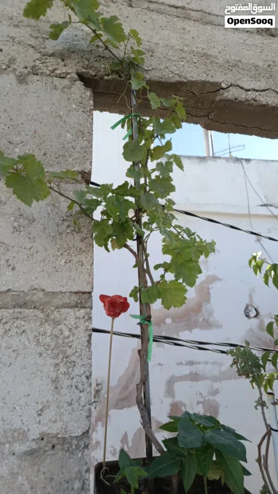 زريعه ابو صلاح مشتل ابو صلاح 4