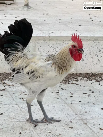 الدجاج الفرنسي البياض 3