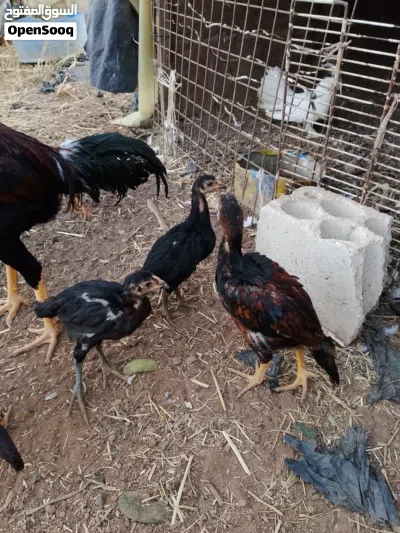 صيصان باكستاني اصلي حبه ب 8 دنانير 3
