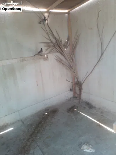 زوج.بلابل.مزاويج. 2