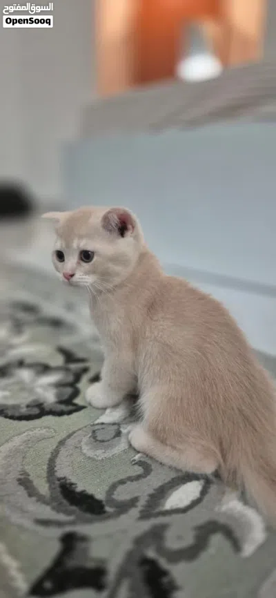 كتنس للبيع 2