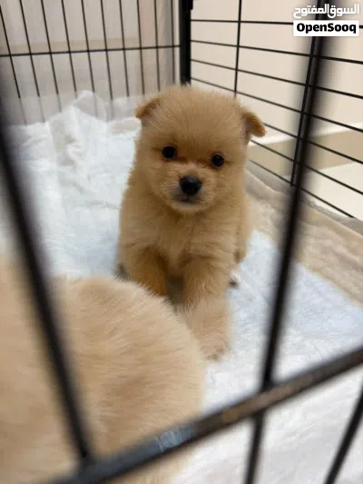 Pure Breed Pomeranian Puppies 2
