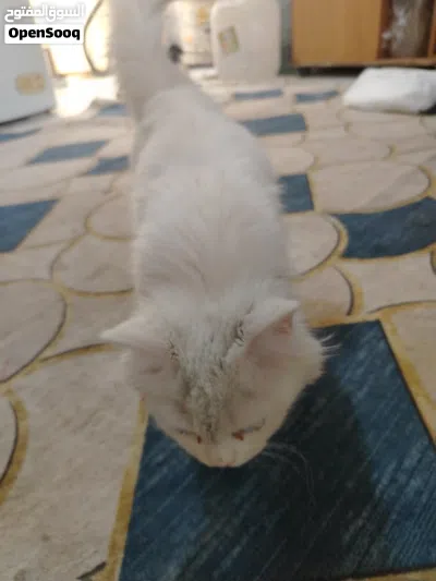 بزونه اليفه 3