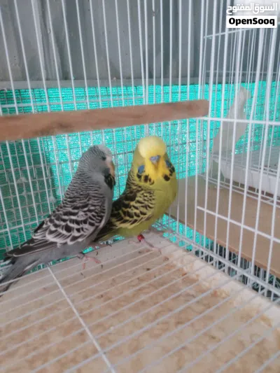 يتوفر بادجي انجليزي مجموعه ازواج منتجه 2