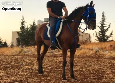 فرس انجليزيه من الطراز الذهبي 4