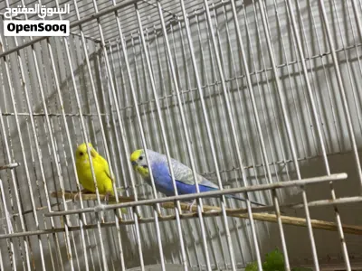 زوج طيور حب فحل رينبو ونثيه هولندية عين حمر سعر 25 وي قفص 2