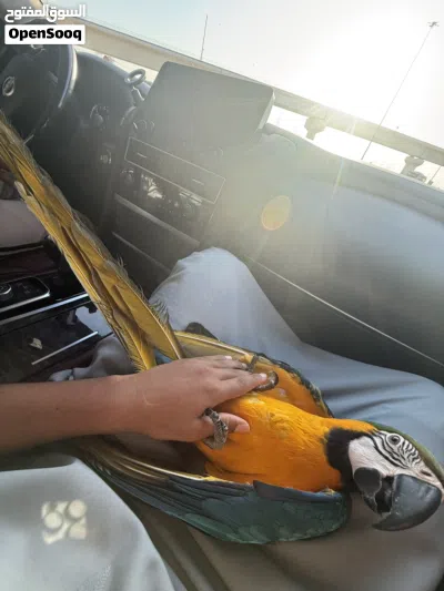 Macaw parot ( blue and gold 5 months old (male) 3