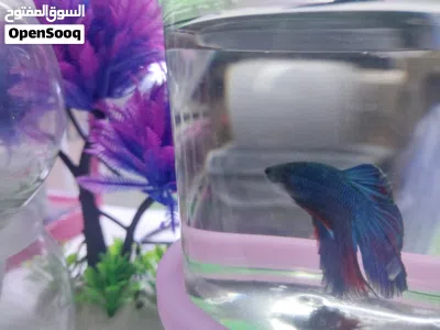 betta fighter fishes males females for sale in sharjah 3