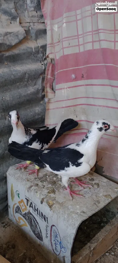 للبيع فحل بوز وجوزين مراقيع ومراسليات 3