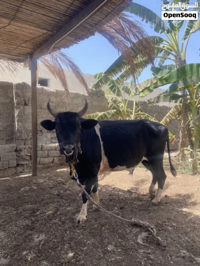 عجل لبيع اقرأ الوصف قبل لا تسويلي 2
