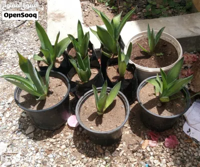 undefined 3