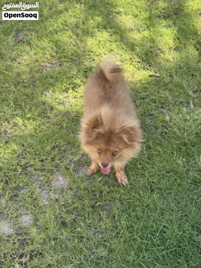 كلب Pomeranian 2