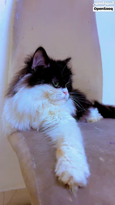 Persian going for cheap price 3