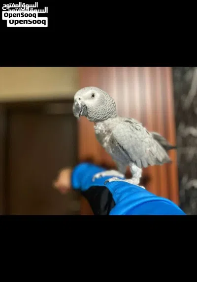 كاسكو كلام مفتوح للبيع بسعر مغري 4