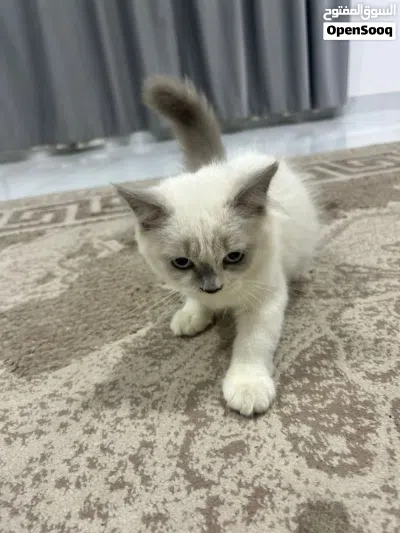 سكوتش فولد 2