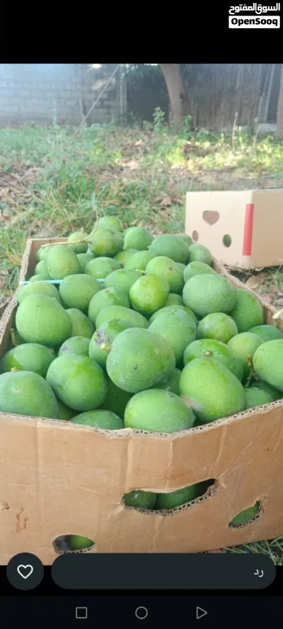 ليمون و حدال وهمبا ناضج اصفر للبيع 4