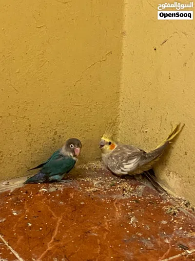 3 love birds and cocktail 3