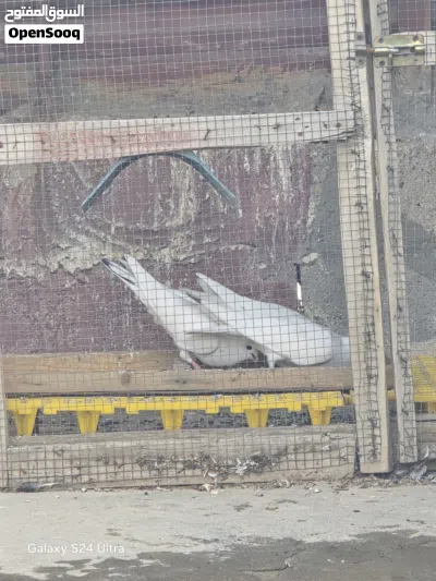 حمام ارافل 2