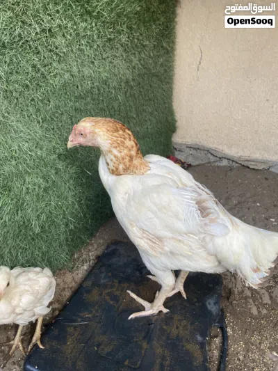 دياية سندية بيور نسل عالمي للبيع تبارك الله* اقرا الوصف* مهم جدا 4