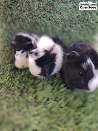 Guinea Pig 2