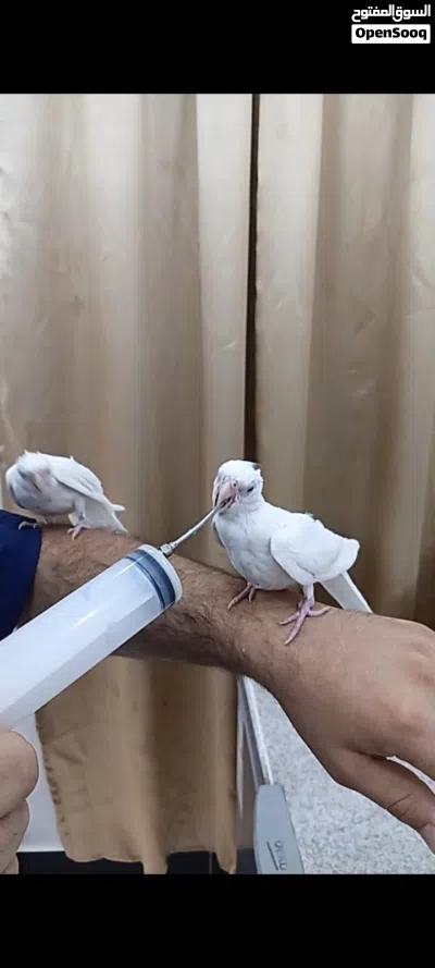 زوج كوكتيلات البينو ربه طينه عمر 4 اشهر يطلع خارج منزل وين ماتروح وراك تصيحله يجيك 4