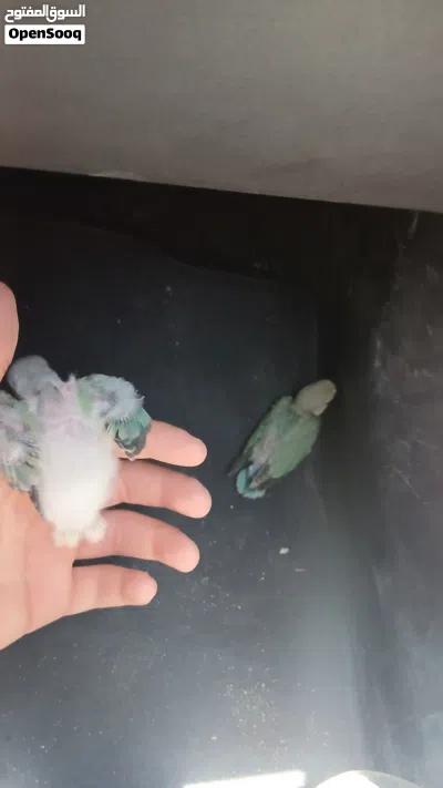 جوز افروخ ترويض روز 4