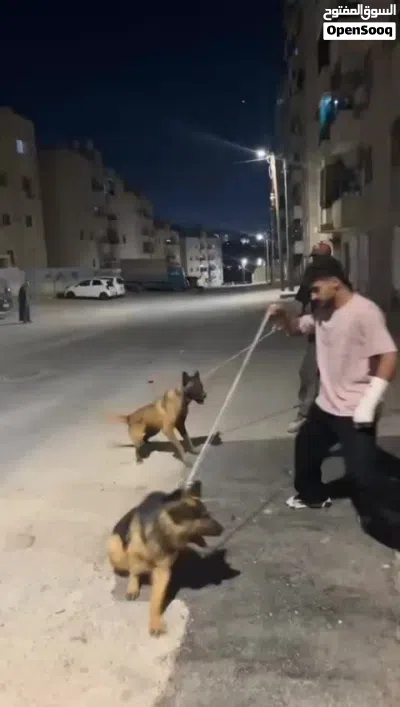 كلب جيرمن و بلجم مالينوه 3