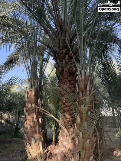 فحول للبيع 2