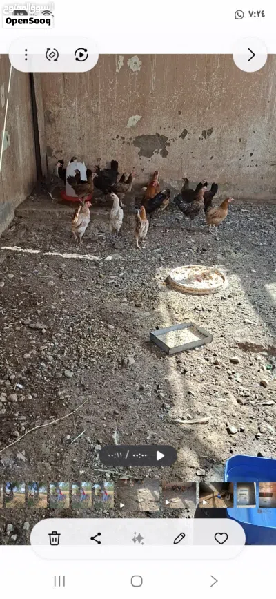 للبيع دجاج بياض 2