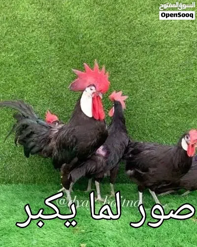 ديك مهرج نخب اول 3