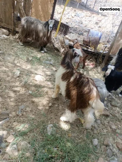 للبيع جدايا فحول واحد حلال رحوب جبالي سرحي واحد حلال بني سعيد 4