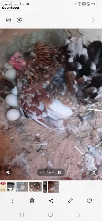المكان تاجوارء 3