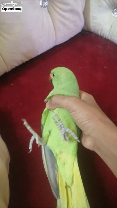 ببغاء الدره الأخضر شبه أليف العمره 4 ب 17 ريال اقرا الوصف 3