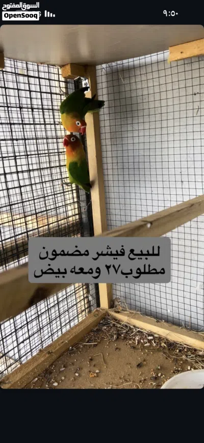 يتوفر روز زوجين ودره وبادجي وقفص خشبي 2