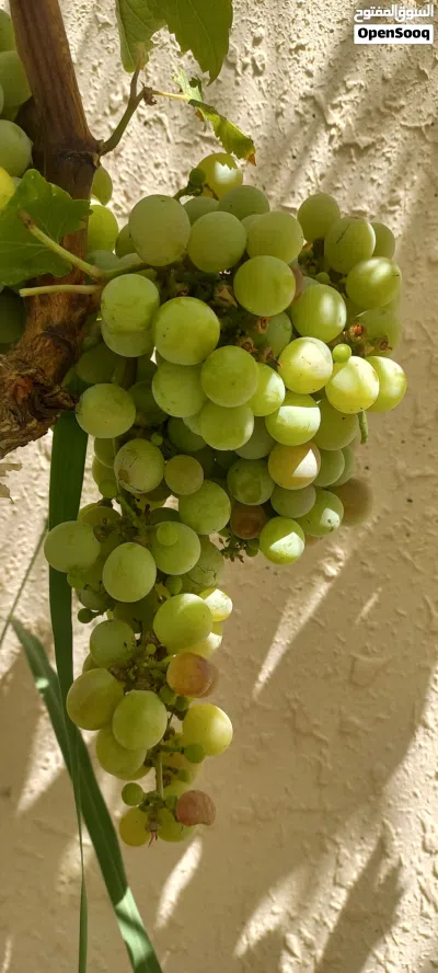 شتلات عنب اسباني 3