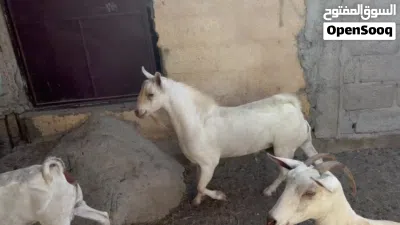 فحل صلالي فل الفل تبارك الرحمن 2