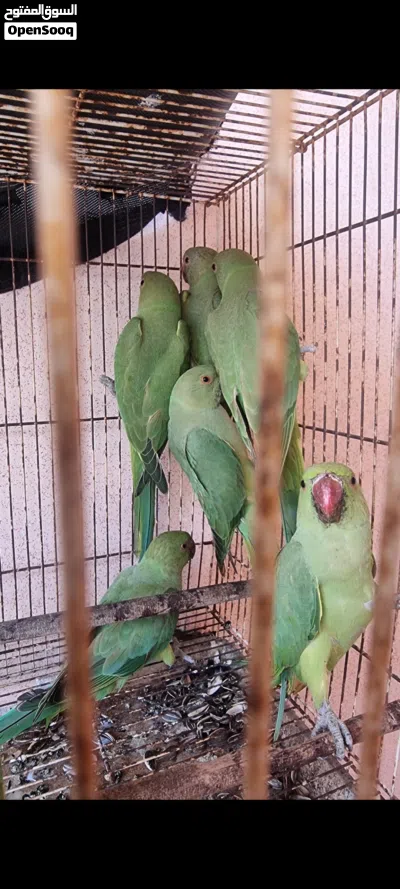 ببغاء الدره للبيع 2