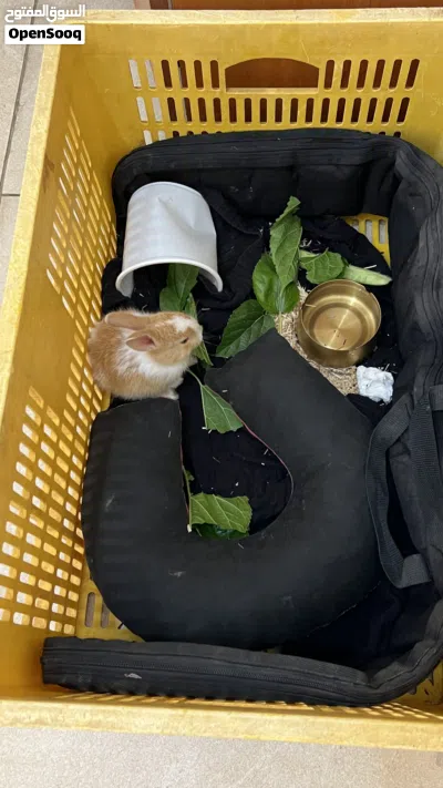 Netherland Dwarf mix rabbit 3
