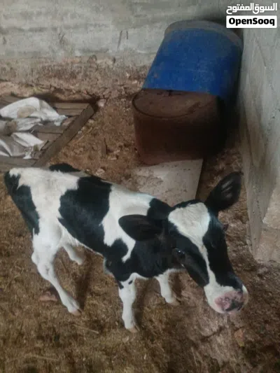 عجله صغيره العمر 4 ايام. غير قابل للتفاوض غير قابل للتفاوض 3