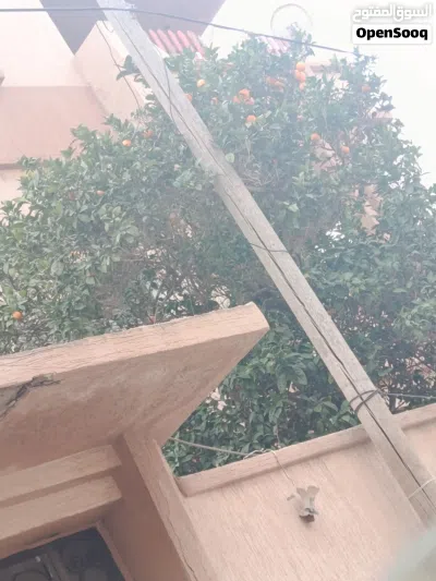 فيل للبيع 2,300,000 4