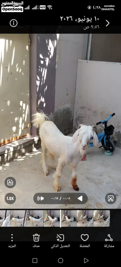 للبيع صخله من حلال الرحوب 3